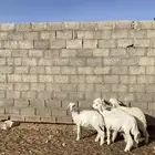 بهم حري