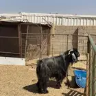 تيس فحل