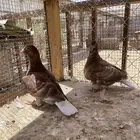 طبتين زاجل كارل مليمينز بيور ( سباق وفاخره )