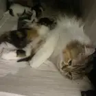 قطه مع أطفالها للتبني مؤقتا لسه موجوده