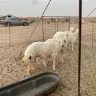 طليان حري عقيقه ذبايح زواج ذبائح مناسبات يوجد توصيل