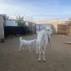 تيس فحل اللبيع