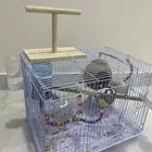 روز أليف