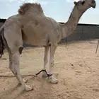 قعود قصب