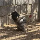 ديك براهما للبيع