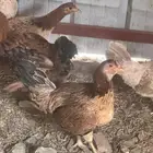 دجاج ترثه دبسي