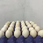 بيض بلدي طازج