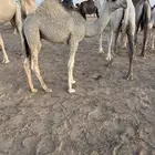 قعود قصب عمره 7شهر
