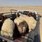 ذبايح نعيمي بري بلدي فيه تممارا
