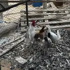 دجاج بلدي