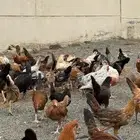 دجاج بلدي عدد 140