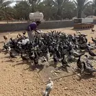 القصيم بريده العريفيه