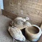 سمانة للبيع