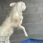تيس مصري رباع منتج