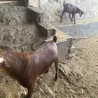 تيس دهم حص