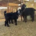 عنز تحتها عنقان