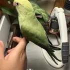 ببغاء دره اليف