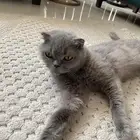 قطه سكوتش فولد جميلة