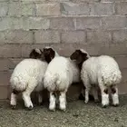 بيعن الله يربحه رخال نعيم
