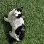 قطه لتبني جدا