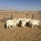 خرفان خري