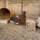 ذكر فرش