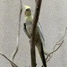 زوجين كراوان وزوجين كناري وروز وبيوت لهم