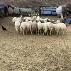 ضان ولد ودفيع العدد 31