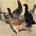 طقم شامو الماني