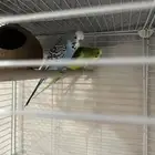 Budgies Sale only without Cage