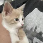 قطط