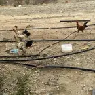 للبيع ثلاث ديكه على السوم