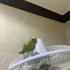 بغباء دره ذكر