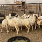 35 رخال جذعات رفيدي السعر 670