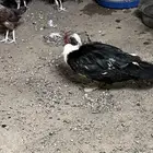 للبيع جوز بط بح