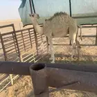 قعود عمره خمس شهور ونص