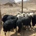 رخال نجد جروم 10..