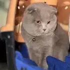 قط سكوتش فولد ذكر
