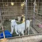 رياض الخبراء طريق ساق