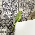 ببغاء دره اليف