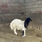 طلي