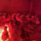 فروخ صوص فرنسي