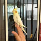 ذكر كروان لاتينو اليف و متكلم على اليد