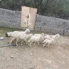 للبيع 3 ضان تحتها 3