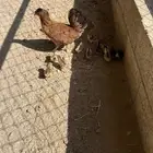 دجاجتين بفروخها والفروخ ابوها ديك تاج