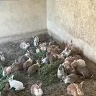 ارانب منتجه للبيع