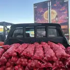 بصل بذر يمني حبه كبير وطيب