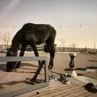 مهر شعبي للبيع اقرب سومه