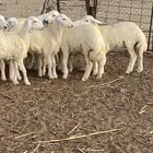 رخال صنف