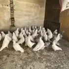 حمام عشه وحده